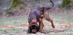 AKAH - BioThane® barvářské vodítko s koženou zarážkou 10m Oranžové