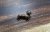 Odznak Jezevčík zlatý
