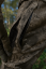 HÄRKILA - Forest Hunter GTX Camo kalhoty pánské AXIS MSP®Darkwood