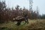 HÄRKILA - Game triko s dlouhým rukávem pánské Willow green stag
