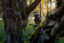 HÄRKILA - Forest Hunter GTX Camo bunda pánská AXIS MSP®Darkwood