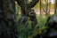 HÄRKILA - Forest Hunter GTX Camo kalhoty pánské AXIS MSP®Darkwood